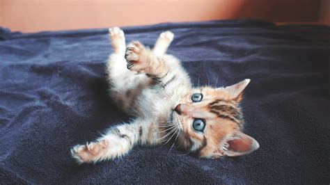 Super Cute Baby Bengal Cat Kitten Youtube