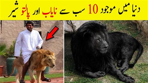 10 Most Unique Lions In The World Pet Lion Urduhindi Youtube