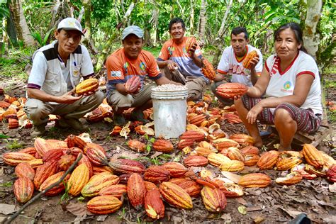 Palladium Two Steps For Making Peruvian Cocoa Sustainable For The
