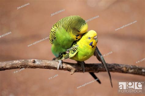 Budgerigar Budgie Parakeet Melopsittacus Undulatus Mating Stock