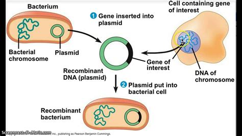 These crops are widely known as gmos (genetically modified organisms). About - Transgenic Bacteria and it's Effects