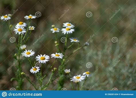 Chamomile Flower Field Camomile In The Nature Field Of Camomiles At