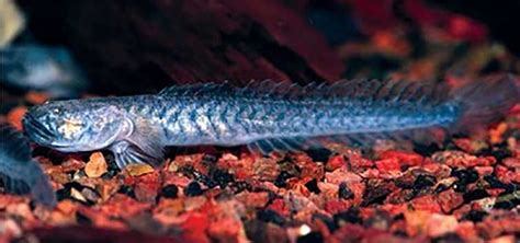 Violet Goby Species Tropical Fish Hobbyist Magazine