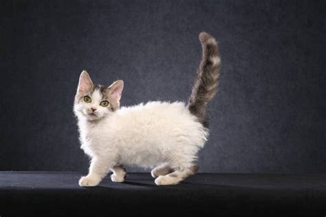 cat breeds  short legs pictures