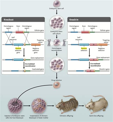 Dna How Was Gene Knock Out Done In Pre Crispr Era Biology Stack