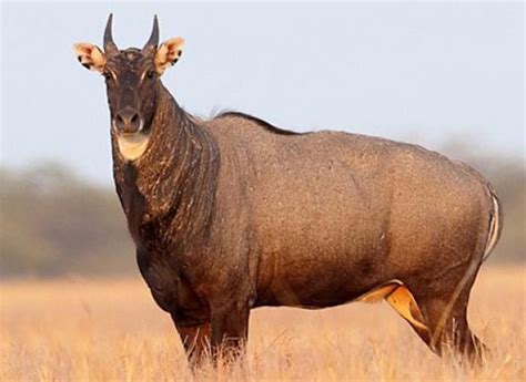 Trophy hunting is hunting of wild animals for their trophies, with the trophy being the animal or part of the animal kept and usually displayed, to represent the success of the hunt. Texas nilgai offer exotic hunting opportunity all year long