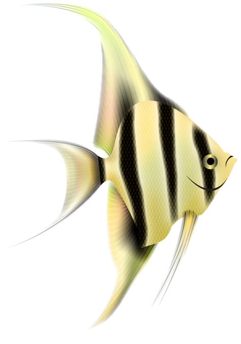 Angelfish Png Clipart Png Mart