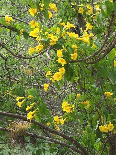 Yellow Flowering Vines In Texas In Yellow Texas Flowering Vines