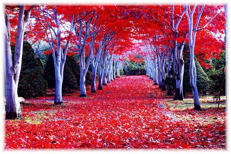 In the south of spain and portugal, expect temperatures in the low 20's during the day, with mild evenings and nights. Red forest in a wonderful Autumn season -. Beautiful ...