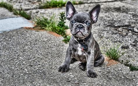 1920x1080px 1080p Free Download Gray French Bulldog Bokeh Dogs