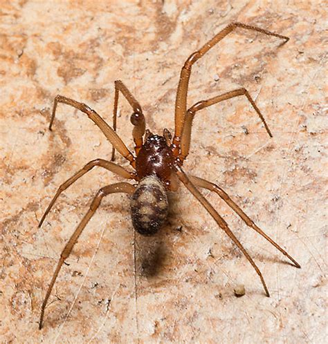Spider On The Floor Steatoda Grossa Bugguidenet