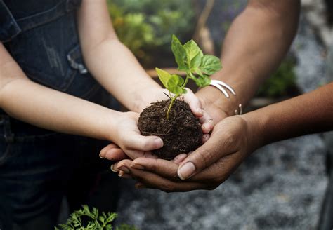 Ecosia Plante Il Vraiment Des Arbres - L'Inde plante 67 millions d'arbres en 12 heures. Un nouveau record de