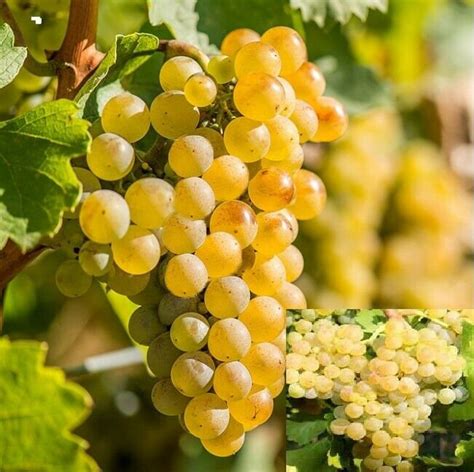 Rare Amazing Riesling Grapes Vine 3 Talee Etsy Italia