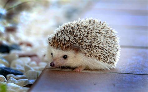 Hedgehogs Wallpapers Wallpaper Cave