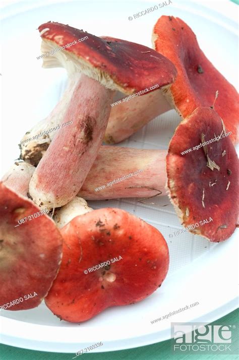 Italy Russula Sanguinea Blood Red Russule Fungus Stock Photo