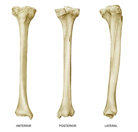The larger tibia or shinbone is located medial to the fibula and bears most of the weight. anatomyEXPERT - Nutrient foramen of tibia - Structure Detail