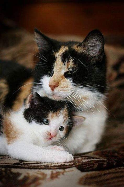 Mothers Day 15 Adorable Mama Cats And Their Kittens Pictures Cattime Cute Cats Beautiful