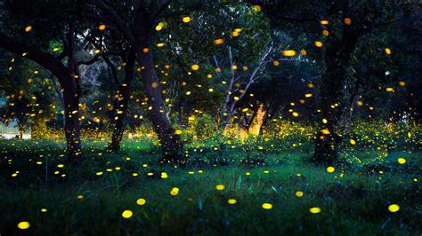Fireflies How And Why They Light Up The Dodo