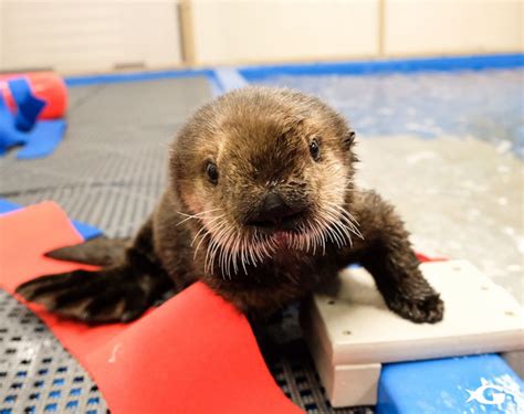 Two Rescued Baby Sea Otters Find Forever Home At Georgia Aquarium