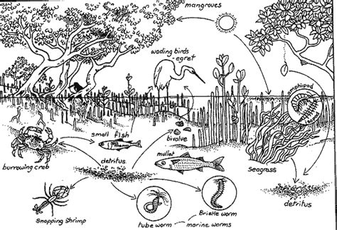 Mangrove Swamp Food Web Sketch Coloring Page