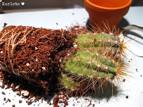 Variables para saber cada cuánto se riega una suculenta. Karlota - BJDs, dolls and miniatures: Cactus en miniatura