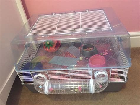 2 Female Cute Roborovski Hamsters With Cage In Pinner London Gumtree