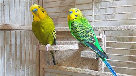 20 Minutes Budgies Parakeets Singing Chirping Talking Relaxing
