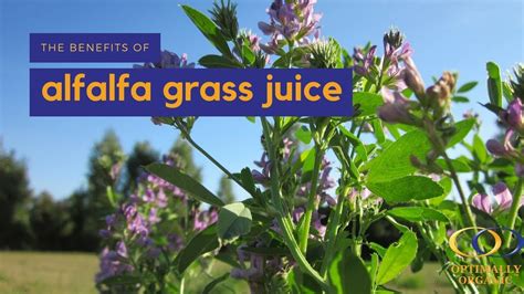 As the health food industry began seeing the importance of this grass, many companies began using alfalfa in their green drink powders. Benefits of Alfalfa Grass Juice - YouTube