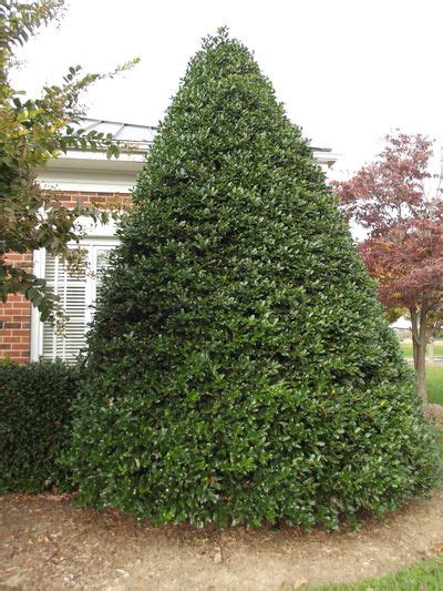 How to grow compacta hollies with detailed description. P R Landscaping, Inc.: Landscape Plants L-Z
