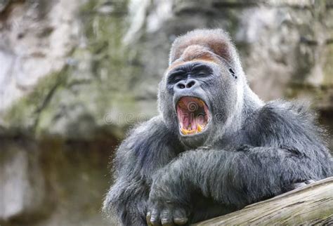 Adult Dominant Male Gorilla Yawns With Its Mouth Open Stock Image