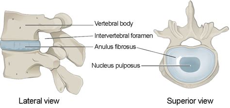 Typical Cervical Vertebrae Drawing Rwanda 24