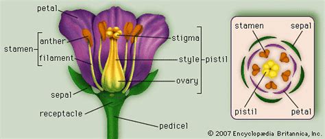 Plant Anatomy Generalized Flower With Parts Left Diagra Flickr