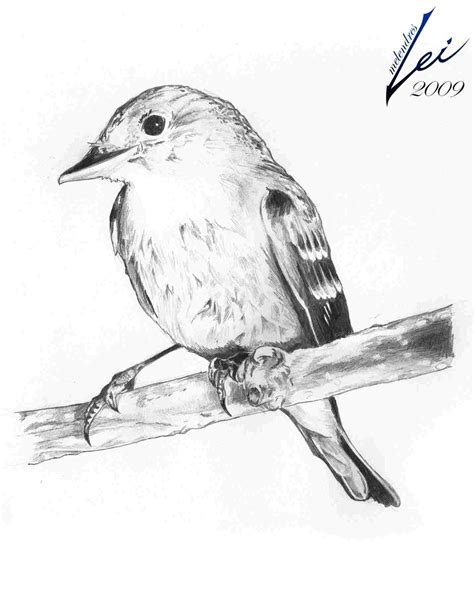Bird Sketch Easy At Explore Collection Of Bird