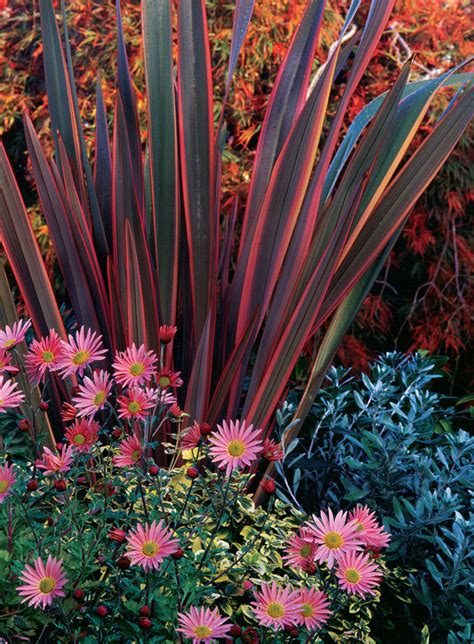 great garden combinations for fall finegardening plants fine gardening autumn garden