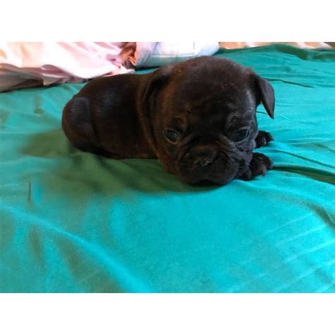 They will come with new puppy kit, first series of puppy shots, duclaws have been micro pocket teacup chihuahuas for sale in houston texas tin 911.03 miles. Micro French bulldog Lilac puppies for Sale in Irvine ...