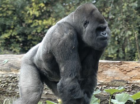 Datos de análisis genéticos y de la observación a grupos de gorilas salvajes de montaña en la región africana de los volcanes de virunga en ruanda (gorilla beringei beringei), hacen pensar que los dos. Especies de Gorila - Gorilas Información y Características