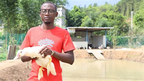 We did not find results for: How to Start Duck Farming for Beginners? [Yadda Ake Fara ...