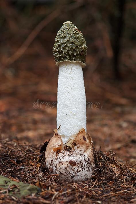 Mushroom Common Stinkhorn Phallus Impudicus Stock