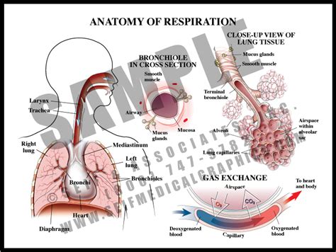 Anatomy Of Respiration Sanda Medical Graphics
