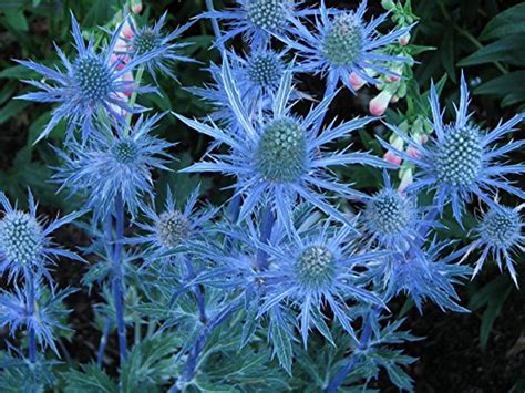 Blue Hobbit Sea Holly Perennial Eryngium Live Plant Quart Pot