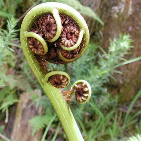 Cyathea Medullaris - 50 Spores / Seeds - Black Tree Fern - Cold Hardy