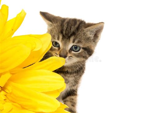 Tabby Cat And Flowers Stock Photo Image Of Flowers Bouquet 17655734