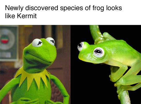 Hyalinobatrachium Dianae Kermit The Frog Know Your Meme