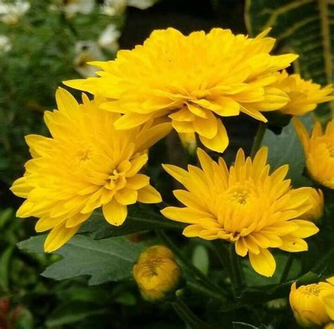 Foto Bunga Warna Kuning Kumpulan Gambar Bunga