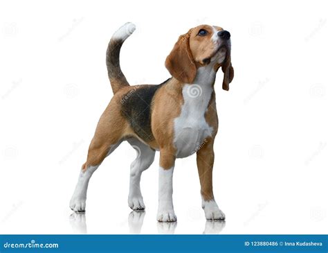 Beagle Dog Standing Isolated On White Background Front View Stock
