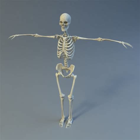 Free Download 3d Skeleton File Download