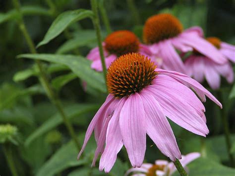 Jul 02, 2021 · coneflowers (echinacea) coneflowers have large, showy flowers and grow in dry grasslands that are deprived of water. Purple Coneflower- Native | Grimm's Gardens