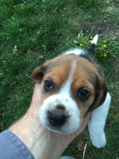 Select the breed to be taken to the list. View Ad: Beagle Litter of Puppies for Sale near Washington ...