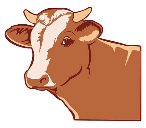 Best Cow Cartoon Cattle Spotted Illustrations Royalty Free Vector