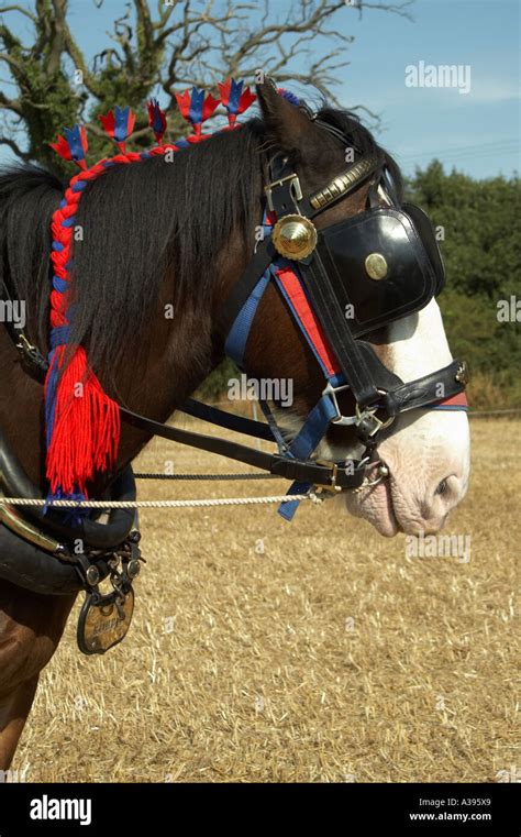 Working Shire Horse Hi Res Stock Photography And Images Alamy